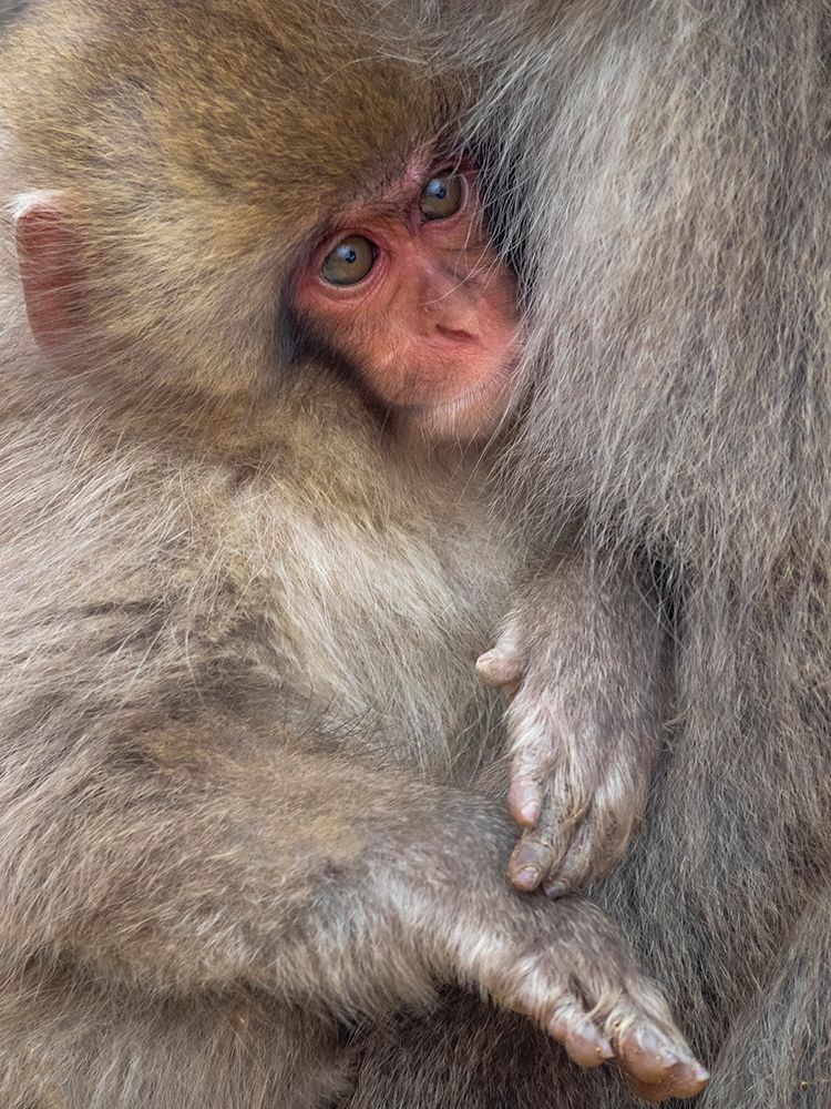 Japan-Nagano A baby Japanese macaque looks out from cuddling in its mothers fur to keep warm art print by Ellen Goff for $57.95 CAD
